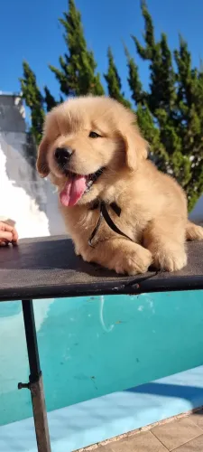 Golden retriever de Alto padrão
