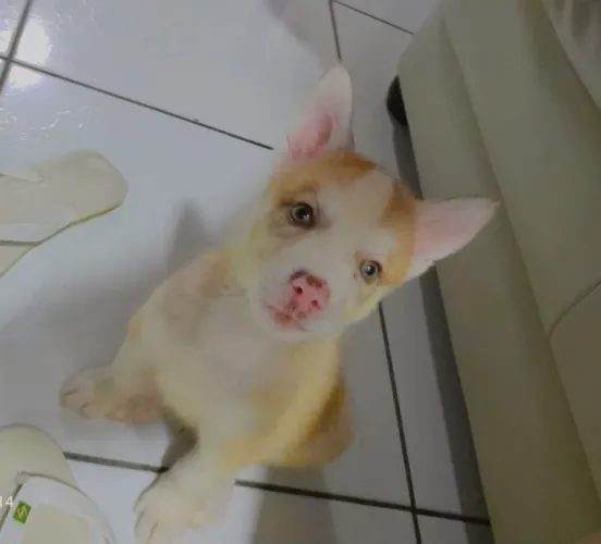 Cão Husky Filhote com 70 dias.