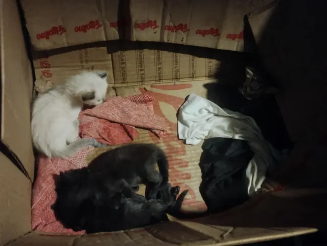 Doação de gatos com urgência
