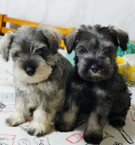 Lindos filhotes de shinauzer