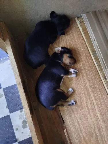 Filhotes de Pinscher - Linhagem: Mãe Nº 2 e Pai Nº 1
