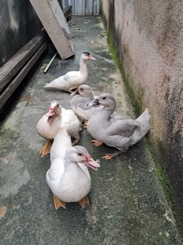 Pata e filhos jovens"$ 40 cada um 