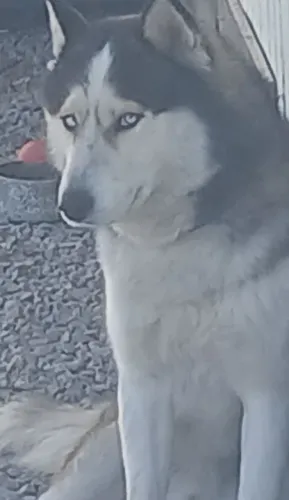 Ajudem a encontrar um lar para o Lucky, pessoas responsável que ame cachorros