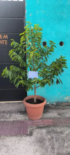 Muda graviola
