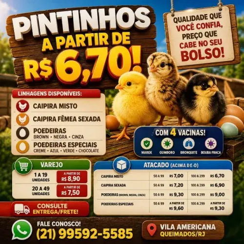 PINTINHOS CAIPIRAS 100 UND VALOR UNID