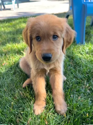 filhote de golden retriever