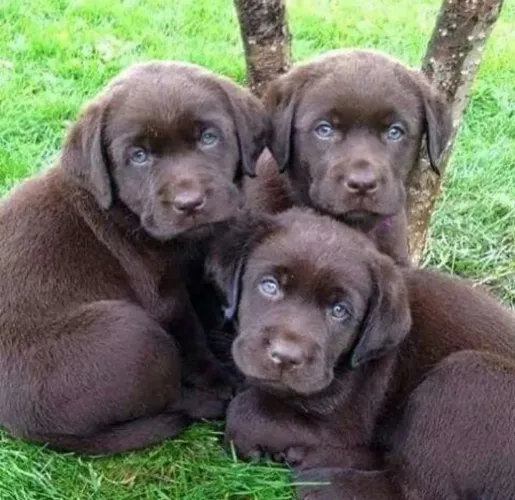 Labrador Chocolate