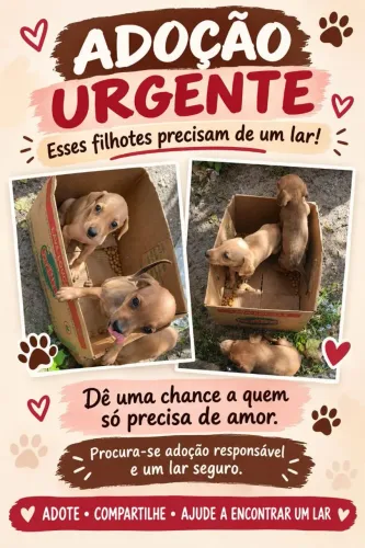 Filhotes para doação 