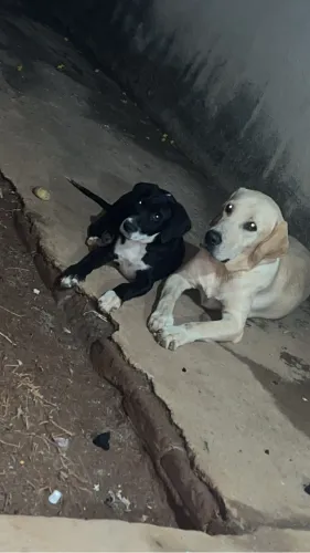 Mto dorcios 