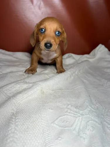 lindos filhotes de basset dsaschund- Pronto para Novo Lar