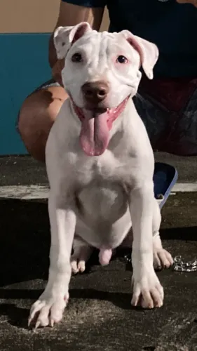 Pitbull Filhote