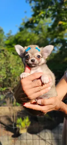 Chihuahua Feme PL sable