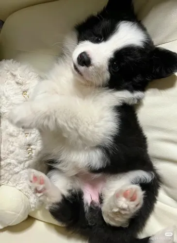 Filhotes de Border collie raça pura vacinados
