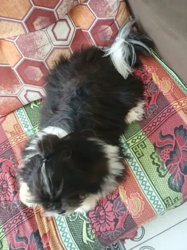 Vendo shiatzu 5 meses macho