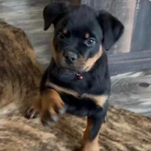 Rottweiler,Rottweiler Filhote Pronto Para Novo Lar