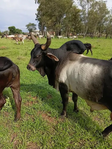 Animais