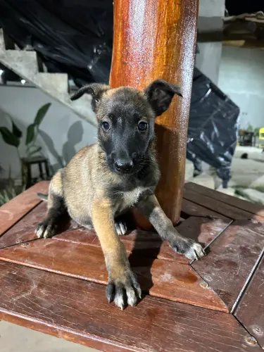 Vende-se filhotes MACHO Pastor Belga Malinois