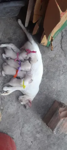 Adoção de gatinhos ?