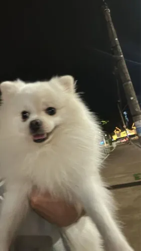 Spitz alemão