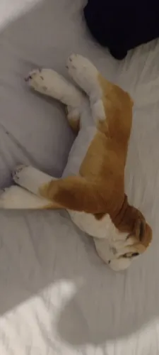 animais de pelucia
