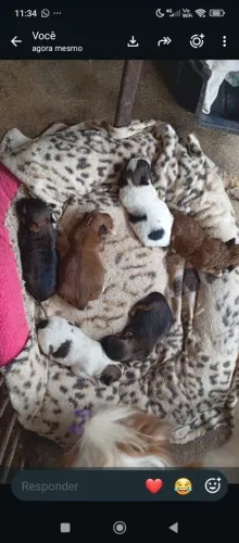 Vendo mistura de yorkshire com Shitzu raça bem pequena