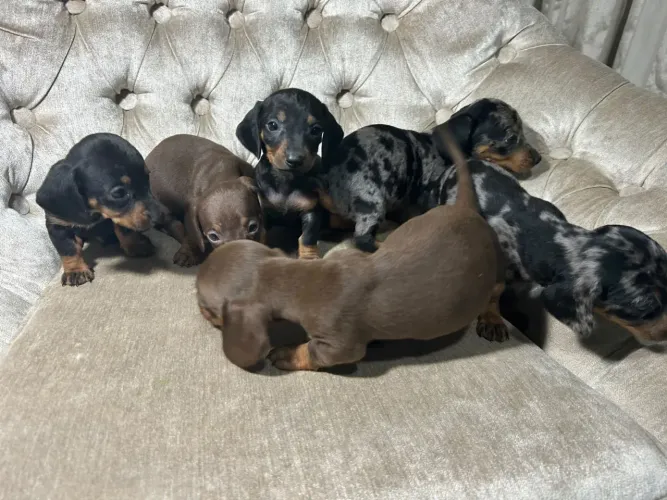 Salsichinha / Teckel / Dachshund