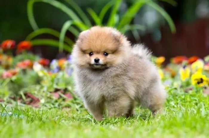 Seu lindo bb de quatro patas de Spitz Alemão!!! 