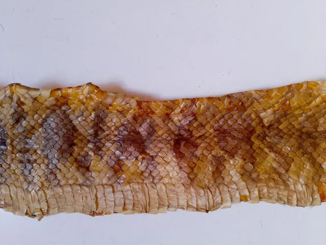Pele de Cobra Natural para Decoração