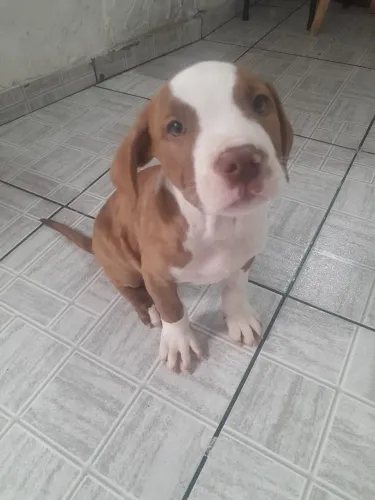 Filhote de Pitbull para adoçar sua vida