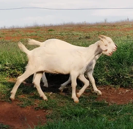 Cabras, cabritas, marrans 