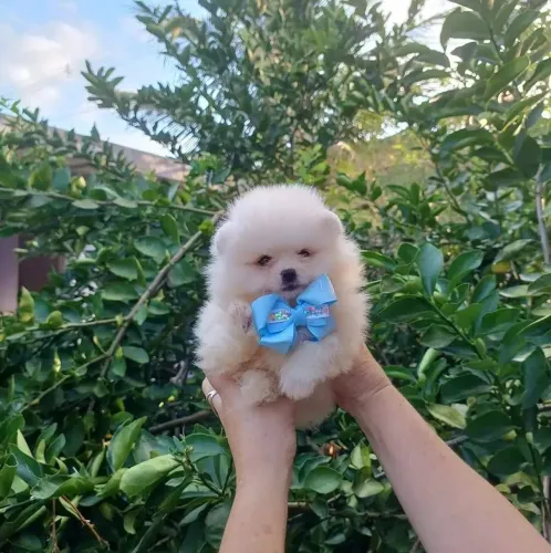 Lulu da Pomerânia 