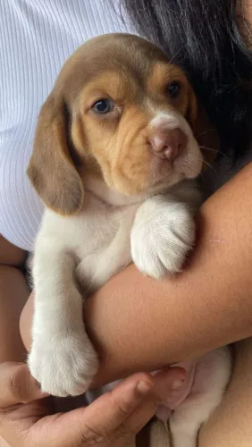 Filhote de Beagle 