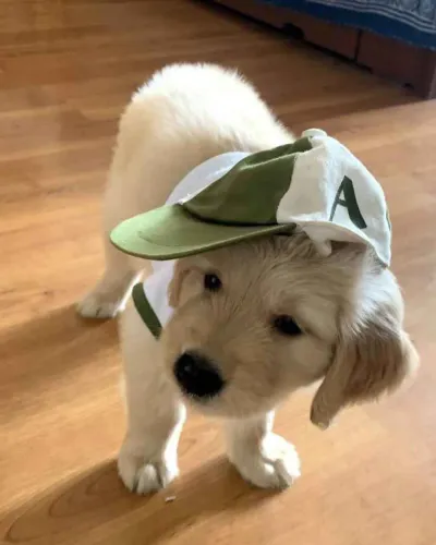 Filhote Golden Retriever, Seja Recebido Todos os Dias com Muito Amor e Lambidas!