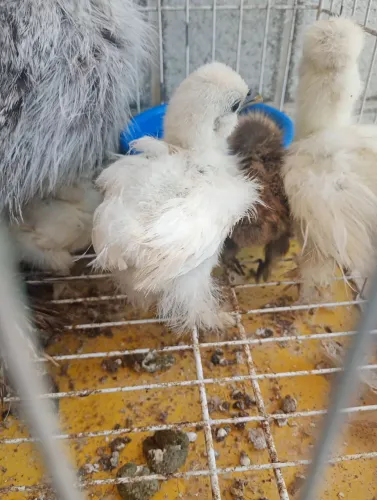 Pintinhos ornamentais sedosos do Japão 