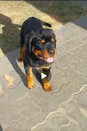 Vendo Rottweiler