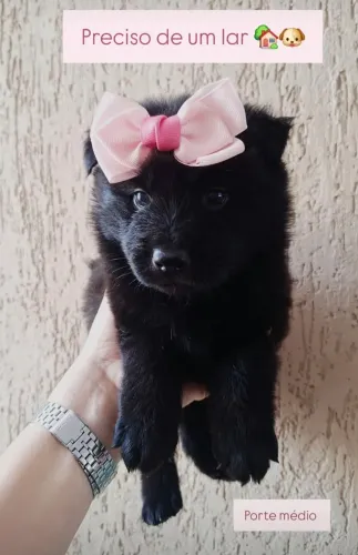Filhote chow chow