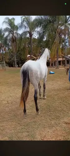 Égua mangalarga Machador 