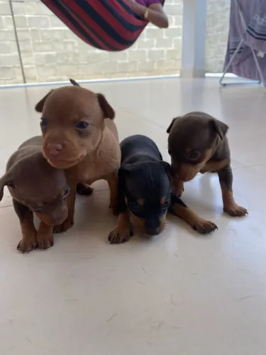 Vendo filhote de pinscher