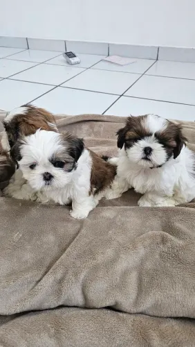 Vende-se fêmeas de ShihTzu originais e tamanho mini