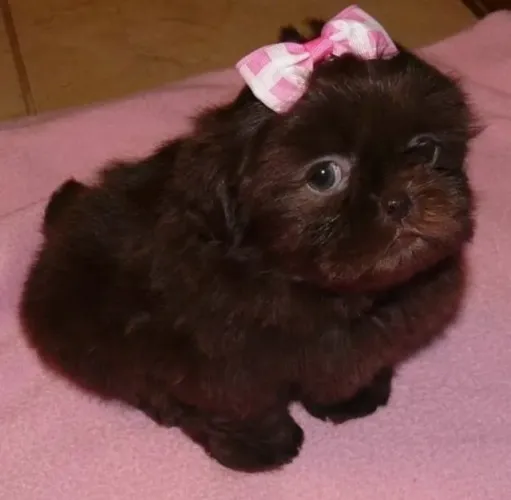Filhotes de Shih Tzu | Filhote cheio de carisma.