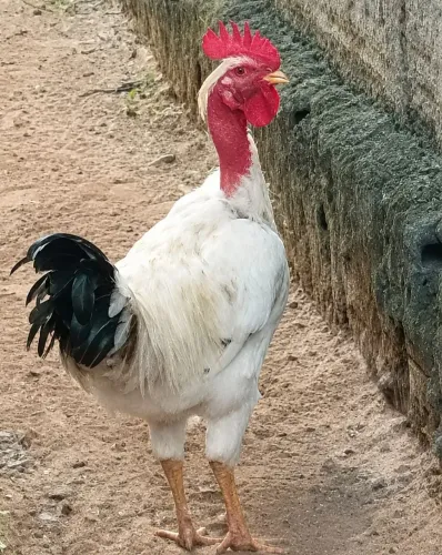Galo caipira