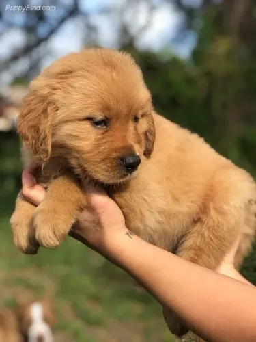 Uma Dose Extra de Amor em Forma de Filhote