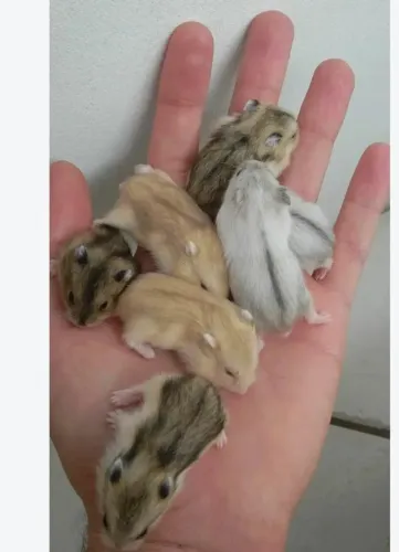 Hamster Anão Russo