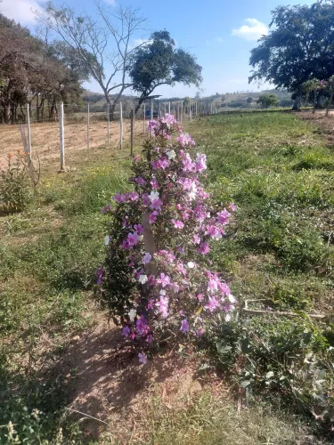 Sitio