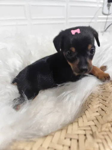 PINSCHER Fêmea 