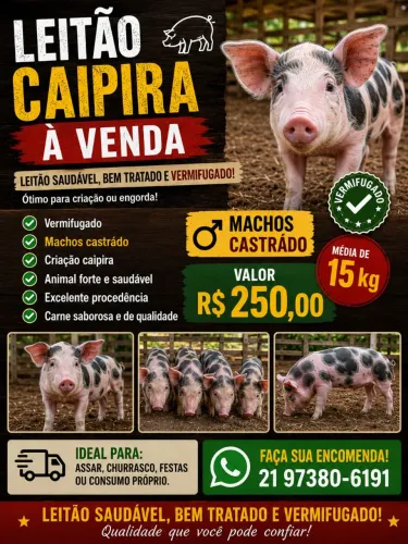 Porcos caipiras