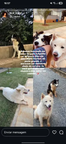 Doação consciente de hask siberiano