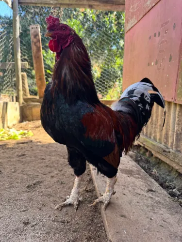 GALO 