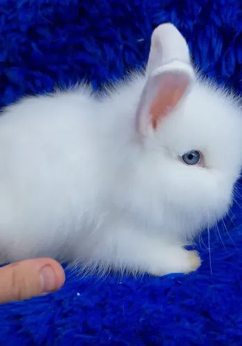 Minis coelhos e anões de alto padrão