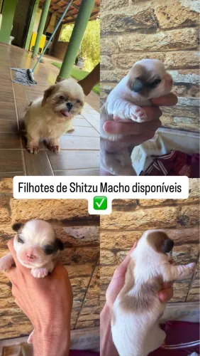 Filhotes de Shitzu